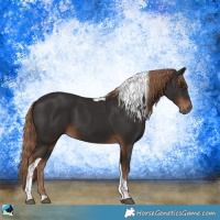 Horse Color:Liver Chestnut Tobiano Rabicano 