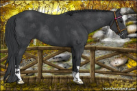 Horse Color:Black 