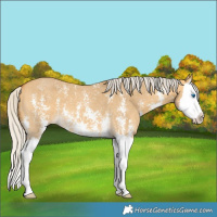 Horse Color:Silver Buckskin Dun Sabino Splash