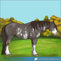 Horse Color:Liver Chestnut Sabino