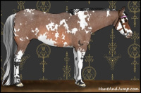Horse Color:White Spotted Bay Roan Splash