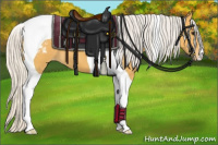 Horse Color:Silver Buckskin Tobiano Appaloosa 