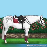 Horse Color:Blue Roan Appaloosa 