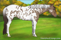 Horse Color:Liver Red Dun Tobiano Appaloosa Rabicano