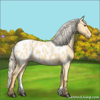Horse Color:Palomino Dun Appaloosa 