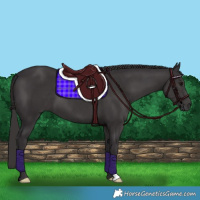 Horse Color:Smoky Black 