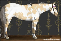 Horse Color:Buckskin Dun Sabino Frame 