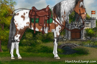 Horse Color:White Spotted Bay Appaloosa 