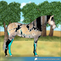 Horse Color:White Spotted Buckskin Onyx Appaloosa 