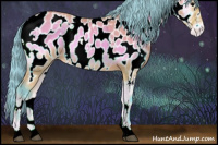 Horse Color:Watercolor White Spotted Buckskin Onyx Appaloosa 
