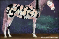 Horse Color:Watercolor White Spotted Perlino Onyx Sabino Appaloosa 