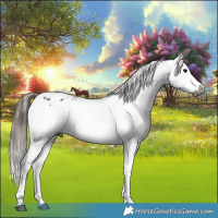 Horse Color:Gray Blue Roan Splash Appaloosa