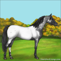 Horse Color:Blue Roan Appaloosa 