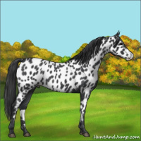 Horse Color:Blue Roan Appaloosa 