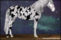 Horse Color:Watercolor White Spotted Cremello Onyx Sabino Appaloosa
