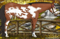 Horse Color:Bay Sabino Frame
