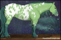 Horse Color:Watercolor White Spotted Grullo Appaloosa 