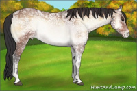 Horse Color:Bay Ice Onyx Appaloosa