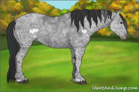 Horse Color:Black Ice 