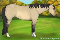 Horse Color:Buckskin Dun