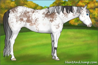 Horse Color:White Spotted Bay Ice Splash 