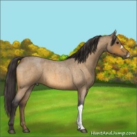 Horse Color:Buckskin Roan 