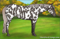 Horse Color:Silver Black Near Leopard 