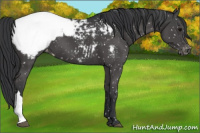 Horse Color:Black Snowcap 