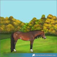 Horse Color:Bay 