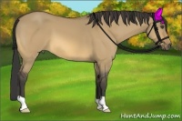 Horse Color:Buckskin Dun 