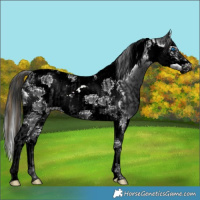 Horse Color:Void Buckskin Pearl Splash Tobiano Frame Appaloosa  and Painted Blue Roan Splash Tobiano Frame 