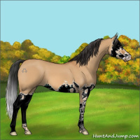 Horse Color:Bay Dun Splash 