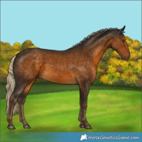 Horse Color:Chocolate Palomino 