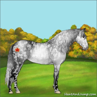 Horse Color:Gray Black Leopard 