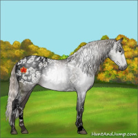 Horse Color:Gray Silver Black Tobiano Appaloosa 