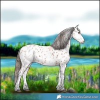 Horse Color:White Spotted Bay Near Leopard