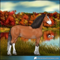 Horse Color:Bay Splash 