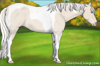 Horse Color:Silver Smoky Creme Roan Tobiano 