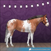 Horse Color:Bay Sabino Splash Tobiano 