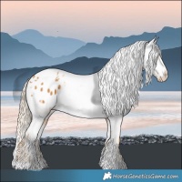 Horse Color:Palomino Appaloosa 
