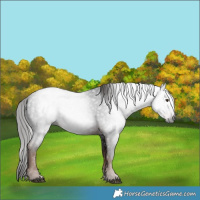 Horse Color:Gray White Spotted Liver Chestnut 
