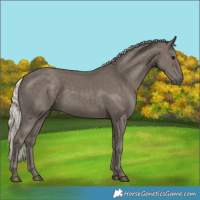 Horse Color:Silver Smoky Black 
