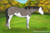 Horse Color:Grullo Splash 