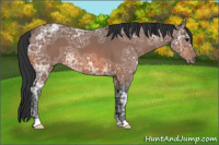 Horse Color:Bay Ice 