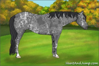 Horse Color:Black Ice Rabicano 