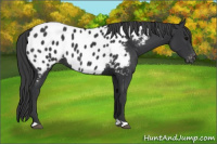 Horse Color:Black Appaloosa 