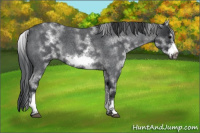 Horse Color:White Spotted Blue Roan Frame 