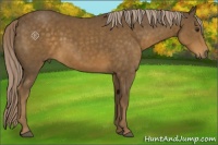 Horse Color:Chocolate Palomino Sabino Rabicano 