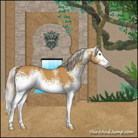 Horse Color:White Spotted Palomino Sabino Splash 