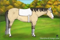 Horse Color:Buckskin Dun Splash Rabicano 